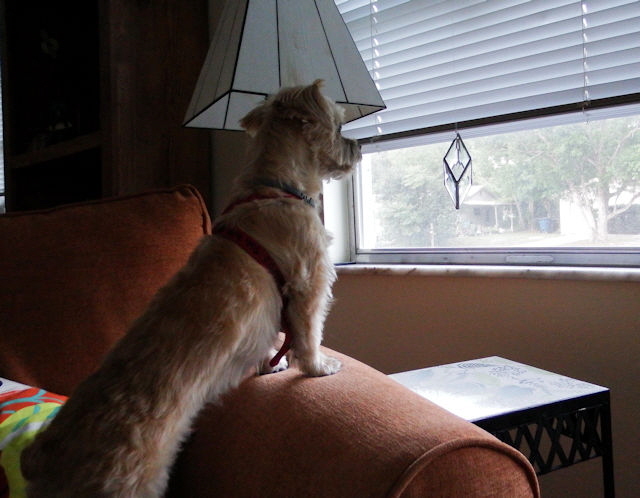 Macy is looking out of Paul's living room front window.