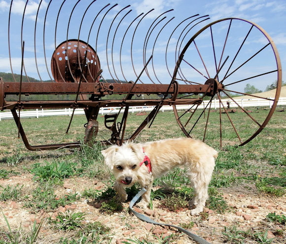 Macy and some sort of hay raker.